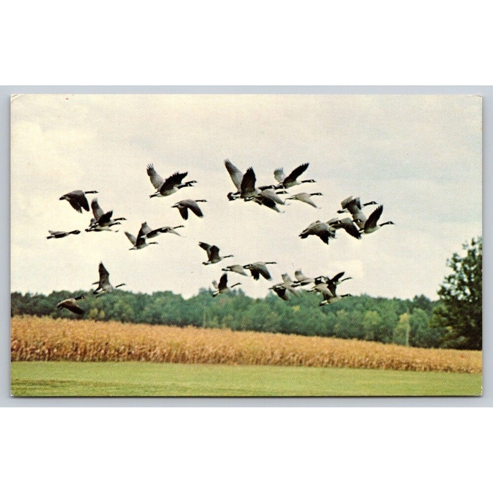 Postcard Canadian Geese Canada Waterfowl Refuge Unposted c1970s Vintage